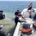 Students collect samples on the Eastern Shore of Virginia. Some sit in the boat, while others are in the water in wetsuits.